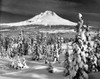 Panoramic view of a snow covered landscape  Mount Hood  Oregon  USA Poster Print - Item # VARSAL25534402