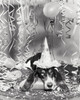 Basset hound wearing a birthday hat Poster Print - Item # VARSAL255942
