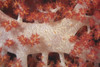 Red tree coral on a Fijian reef Poster Print - Item # VARPSTTMO400442U