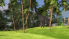 Large Brachiosaurus grazing on palm trees Poster Print - Item # VARPSTKVA600647P