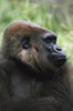 Gorilla Profile Portrait; Captive, Native To Rainforest Region Of Western Africa PosterPrint - Item # VARDPI1865453