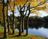 Lake And Trees, Mount Stewart, Co Down, Ireland PosterPrint - Item # VARDPI1816509