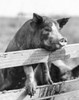 Side profile of a pig perched on a railing Poster Print - Item # VARSAL25530824