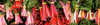 http://c328301.r1.cf1.rackcdn.com/PPI162516S.jpg