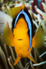 Micronesia, Yap, Clark's Anemonefish (Amphiprion Clarkii). PosterPrint - Item # VARDPI1976160