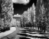 Road lined with poplars  infrared shot Poster Print - Item # VARSAL255421487