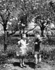Vintage photograph of boy talking to girl standing with swing under trees in blossom Poster Print - Item # VARSAL25516307