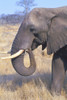 Bull Elephant PosterPrint - Item # VARDPI1786506