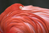 Close Up Of A Flamingo Resting Its Head On Its Back PosterPrint - Item # VARDPI1823072