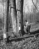 Woman collecting sap to produce maple syrup  Jefferson  Coos County  New Hampshire  USA Poster Print - Item # VARSAL25531761