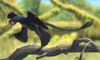 A Microraptor perched on a tree branch Poster Print - Item # VARPSTSKR100149P