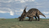 Brown Einiosaurus grazing an open field Poster Print