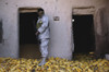 February 2, 2007 - An Iraqi army soldier checks a storage room full of corn during an operation to find weapons caches and insurgents and to gather intelligence in Qubbah, Iraq. Poster Print - Item # VARPSTSTK102245M