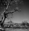 USA  Arizona  Ranch country and trees near Nogales Poster Print - Item # VARSAL255424415