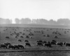 Flock of sheep grazing in a field  England Poster Print - Item # VARSAL25530874