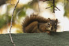 Red squirrel relaxing on green fence; Edmonton, Alberta, Canada PosterPrint - Item # VARDPI12274933