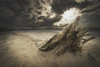 Alberta, Canada; Driftwood On The Beach PosterPrint - Item # VARDPI1874334