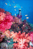 Fiji, Diver in background of colorful soft coral reef scene with anthias PosterPrint - Item # VARDPI2087197