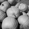Pumpkins  high angle view Poster Print - Item # VARSAL255423896
