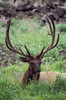 Bull Elk Resting In Alpine Meadow With Antlers In Velvet; Yellowstone National Park, Wyoming, Usa PosterPrint - Item # VARDPI1865280