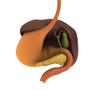 Conceptual image of human digestive system showing gallbladder, pancrease, stomach and liver Poster Print - Item # VARPSTSTK700799H