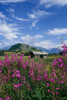 Old Cabin W/ Fireweed Summer Sc Ak PosterPrint - Item # VARDPI2144078