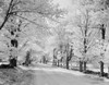 USA  Vermont  Country road lined by autumn trees Poster Print - Item # VARSAL255420717