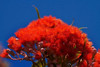 http://c328301.r1.cf1.rackcdn.com/PDDAF42DWA0153.jpg