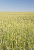 Green Wheat Field, Alberta, Canada PosterPrint - Item # VARDPI1866275