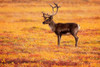 Adult Caribou In The Fall Colours Of The Dempster Highway, Yukon PosterPrint - Item # VARDPI2048844