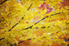 Oregon, United States Of America; Yellow Leaves On A Tree In Autumn PosterPrint - Item # VARDPI1871302