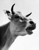 Close-up of a cow Poster Print - Item # VARSAL2553993B