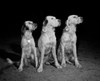 Three setters side by side Poster Print - Item # VARSAL255423418
