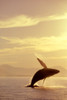 Humpback Whale Breaching In Inside Passage Se Ak Summer Backlit PosterPrint - Item # VARDPI2103638
