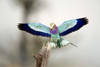 Close-up of a Lilac-Breasted Roller (Coracias caudatus)  Tarangire National Park  Tanzania Poster Print by Panoramic Images (16 x 11) - Item # PPI119568