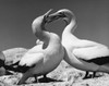 Two Cape Gannets standing Poster Print - Item # VARSAL9901428