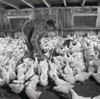 Man feeding chickens Poster Print - Item # VARSAL255418279