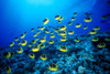 Hawaii, Schooling Raccoon Butterflyfish (Chaetodon Lunula) B1913 PosterPrint - Item # VARDPI1999185