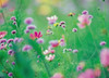 Wildflowers in Bloom Poster Print by Panoramic Images (24 x 18) - Item # PPI126931