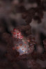 A pygmy seahorse clings to its symbiotic gorgonian Poster Print - Item # VARPSTETH400646U