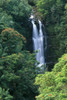 Hawaii, Big Island, Hamakua Coast, Waterfall Surrounded By Greenery A20H PosterPrint - Item # VARDPI1997647