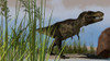 Tyrannosaurus Rex hunting for its next meal Poster Print - Item # VARPSTKVA600225P