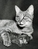 Cat lying down with kitten Poster Print - Item # VARSAL25529830
