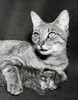 Cat lying down with kitten Poster Print