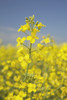 Flowering Canola, Alberta, Canada PosterPrint - Item # VARDPI1866416