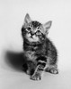 Kitten looking up Poster Print - Item # VARSAL25530089