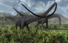 Two giant Diplodocus herbivore dinosaurs grazing during the Jurassic period on Earth Poster Print - Item # VARPSTMAS100251P