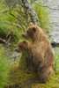 Brown bear (Ursus arctos) cubs standing upright on a grassy bank of Brooks River, Katmai National Park and Preserve, Southwest Alaska PosterPrint - Item # VARDPI5339358