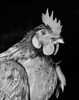 Close-up of a rooster Poster Print - Item # VARSAL25525954