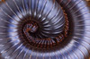 Close-up of a millipede curled up  Tarangire National Park  Arusha Region  Tanzania Poster Print by Panoramic Images (16 x 11) - Item # PPI95898